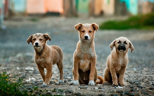 Refugio de Animales